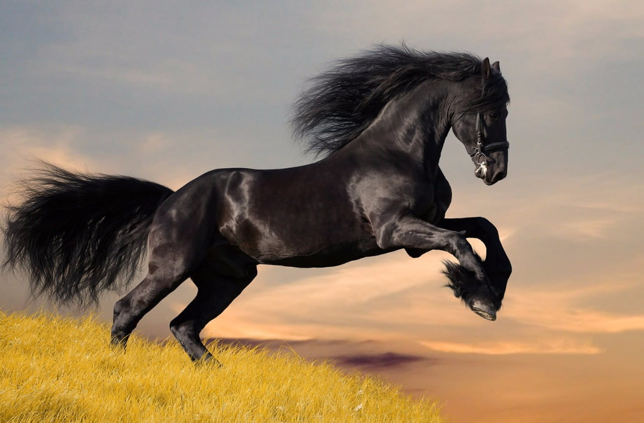 Black-Horse-Running-Wallpaper-1600×1050 | Maçonaria Tupiniquim